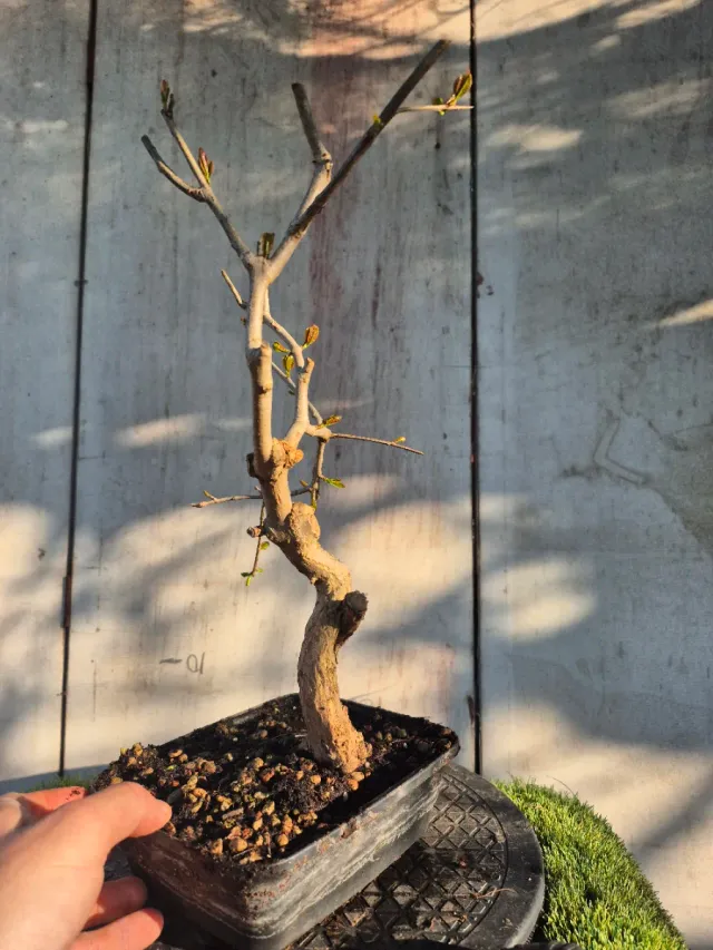 Prebonsai Granado Nejapan 6501