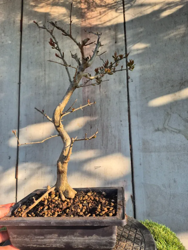 Prebonsai Granado Nejapan 6501