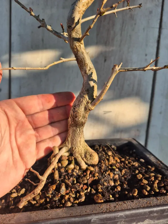 Prebonsai Granado Nejapan 6501