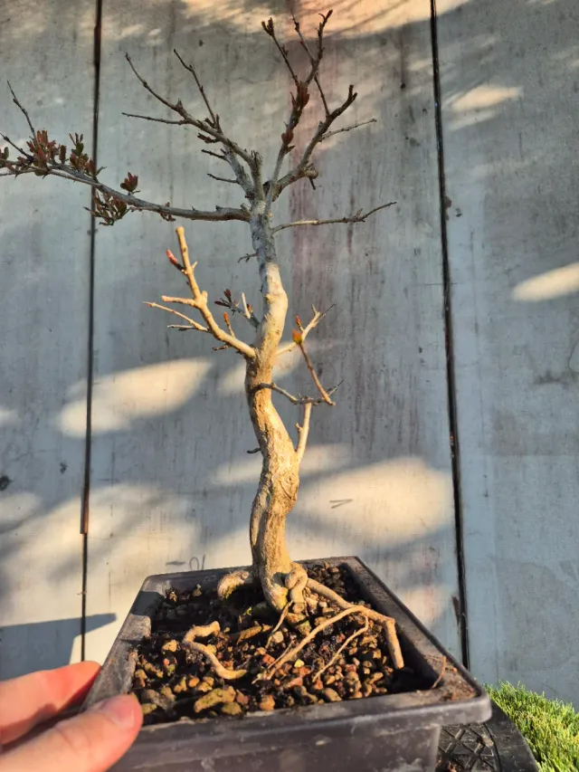 Prebonsai Granado Nejapan 6501