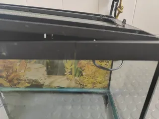 Pecera de cristal con calentador