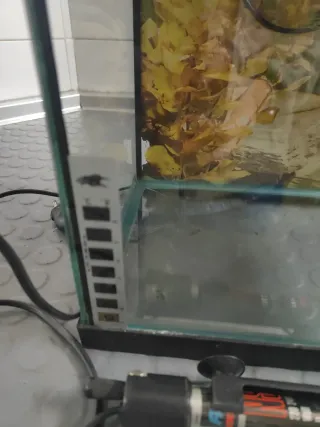 Pecera de cristal con calentador