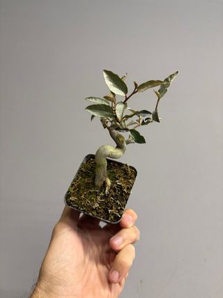 Bonsái Elaeagnus mame