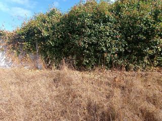 Solar en venta en Nuevo Bulevar en Mairena del Aljarafe