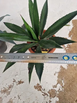 Lote de 3 Agaves
