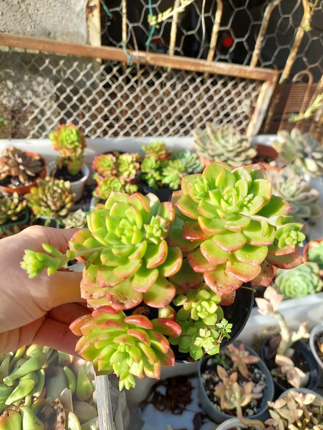 Planta suculenta Echeveria Letizia