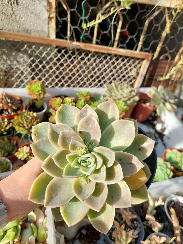 Planta suculenta Echeveria