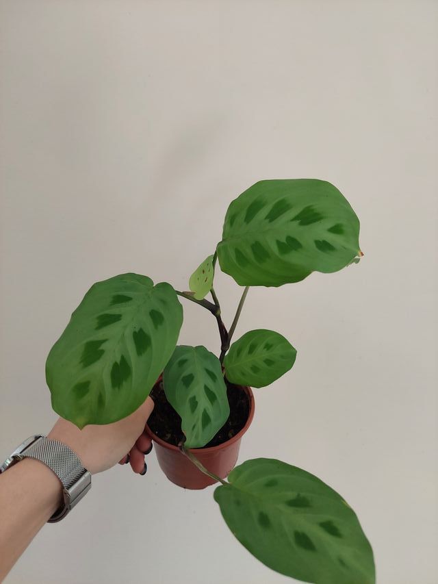 Planta Maranta kerchoveana