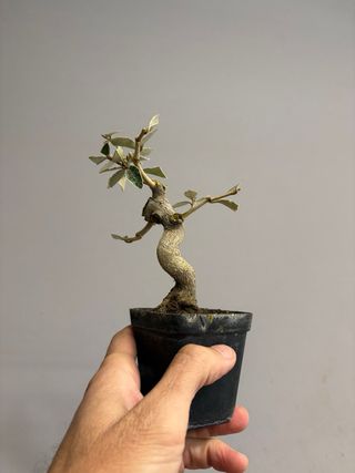 Elaeagnus mame bonsai