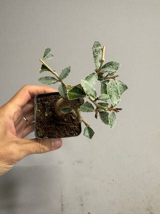 Elaeagnus mame bonsai