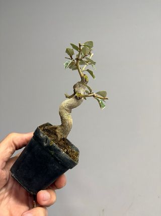 Elaeagnus mame bonsai