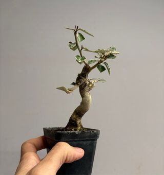 Elaeagnus mame bonsai