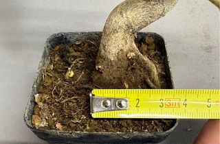 Elaeagnus mame bonsai