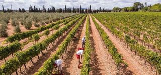 Terreno en venta en Binissalem