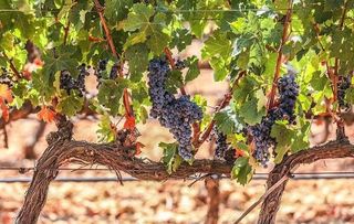 Terreno en venta en Binissalem