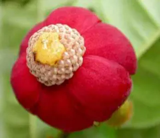 Piantina Uvaria Hirsuta in vaso