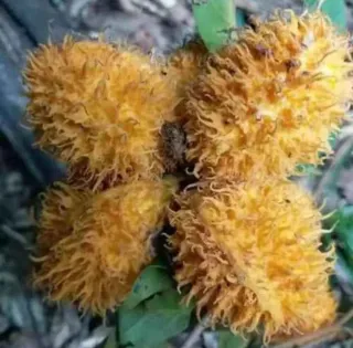 Piantina Uvaria Hirsuta in vaso