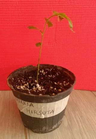 Piantina Uvaria Hirsuta in vaso