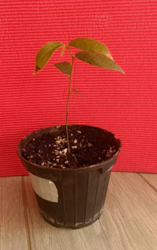 Piantina Uvaria Hirsuta in vaso