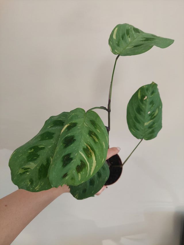 Planta Maranta Kerchoveana vaeriegata