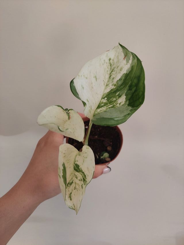 Planta Epipremnum 'Happy Leaf'