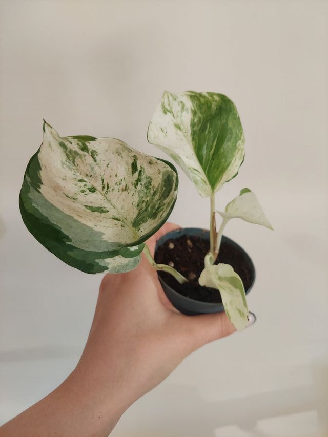 Planta Epipremnum 'Happy Leaf'