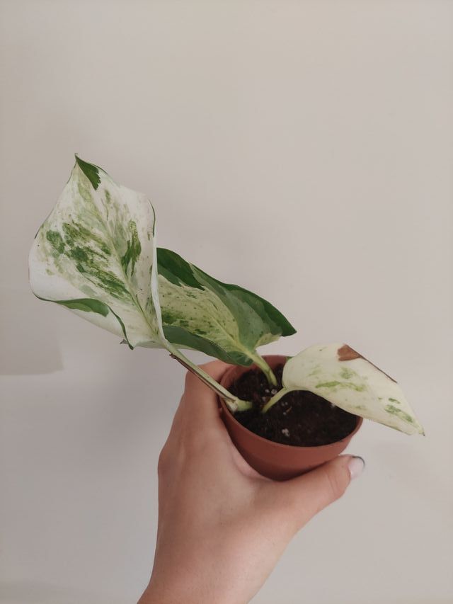 Planta Epipremnum 'Happy Leaf'