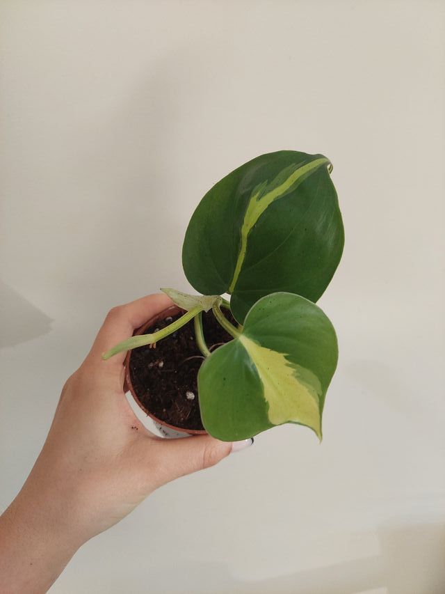Planta Philodendron Brasil