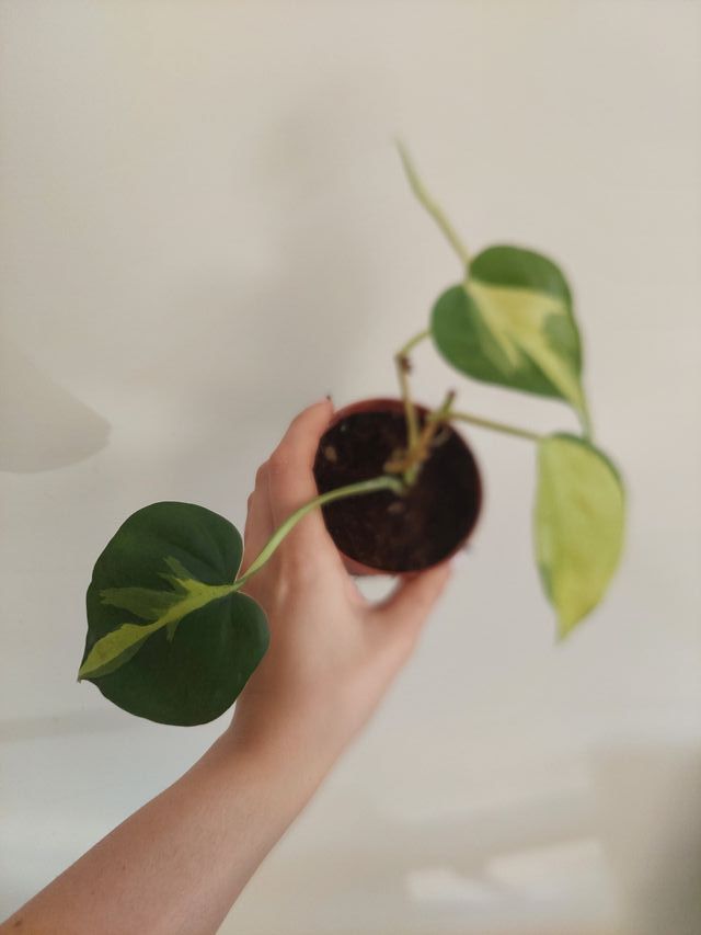 Planta Philodendron Brasil