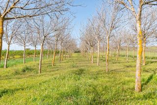 Terreno en venta en Padul