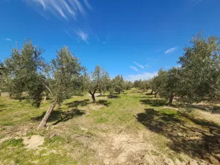 Parcela rustica en buena ubicación