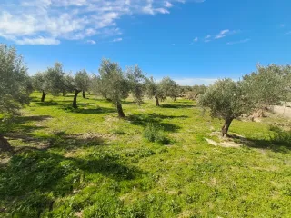 Parcela rustica en buena ubicación