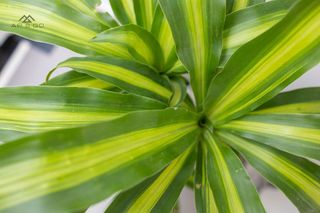 Casa pareada en alquiler en Almuñecar en Almuñécar