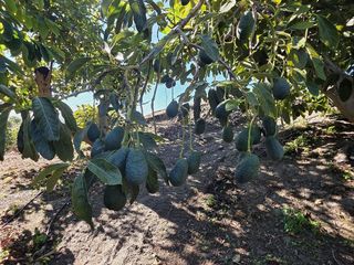 Casa rural en venta en Motril pueblo en Motril