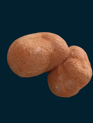 Estromatolito Fósil Natural