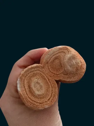 Estromatolito Fósil Natural