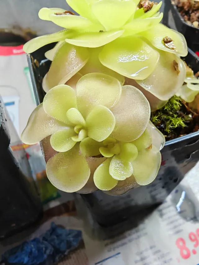 Pack Plantas Carnívoras Pingüicula Gigante