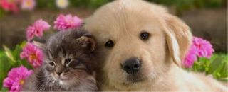 Servicio de cuidado mascotas