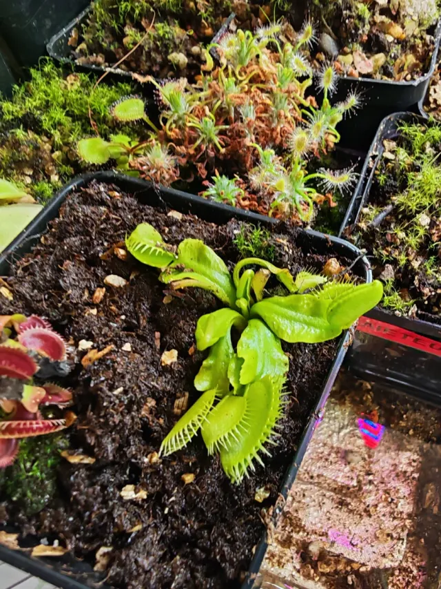 Lote Dioneas Fico d'India + Tritón