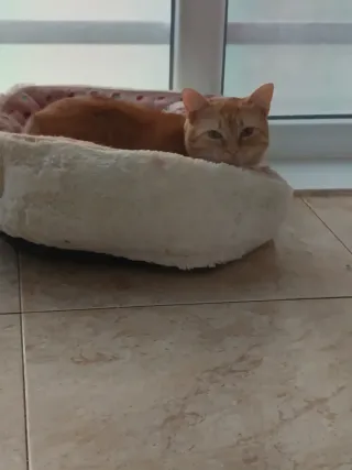 Busco a alguien que acoja a mis gatas en verano.