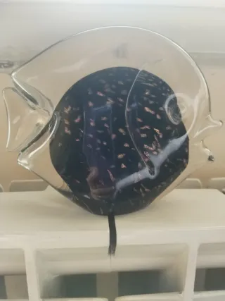 Raro pesce in cristallo