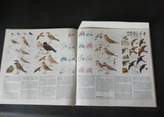 Libro illustrato Die Singvögel Europas con disco