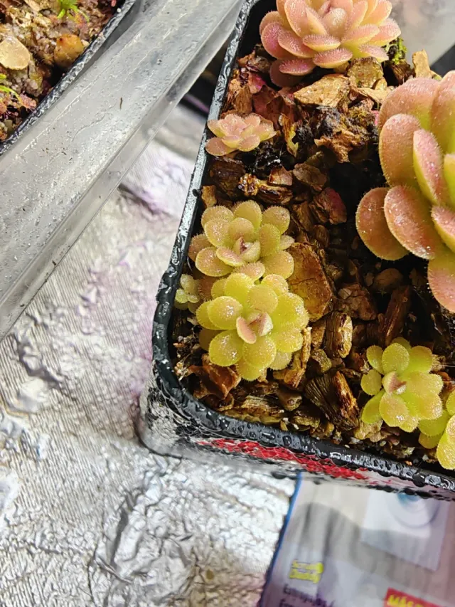 Lote Pinguiculas "Rainbow"