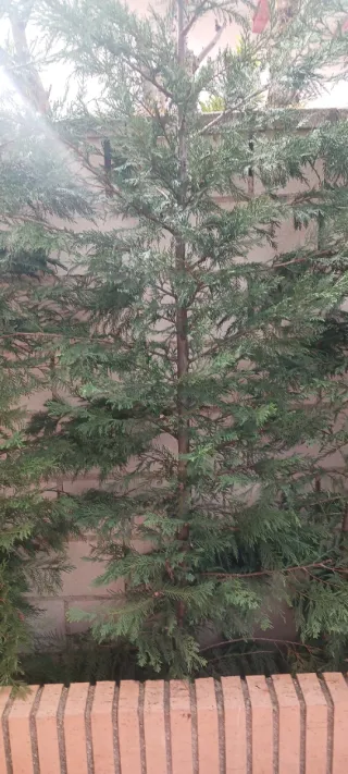 Leylandii - Árboles para seto