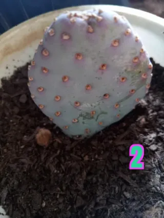 Opuntia basilaris (cola de castor)