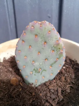 Opuntia basilaris (cola de castor)