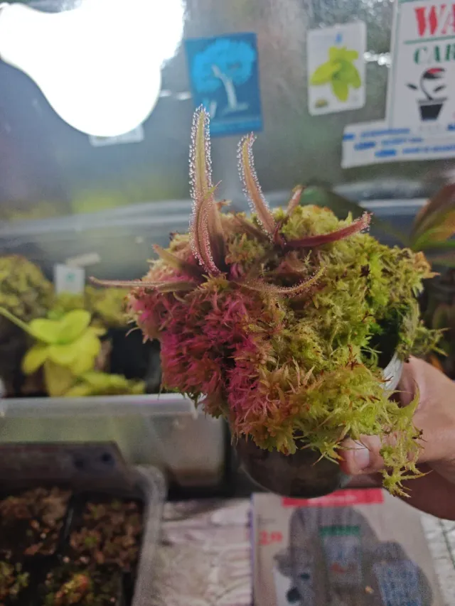 Droseras Adelae+ Sphagnum Terrario