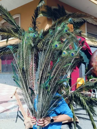 20 Plumas de Pavo Real Variadas