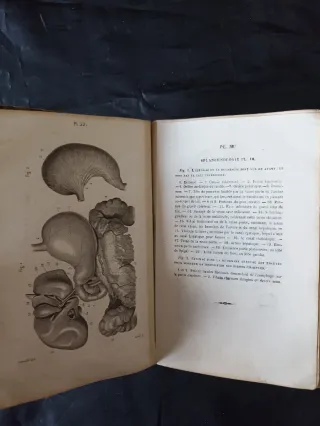Petit Atlas Complet d'Anatomie Descriptive - J.-N.