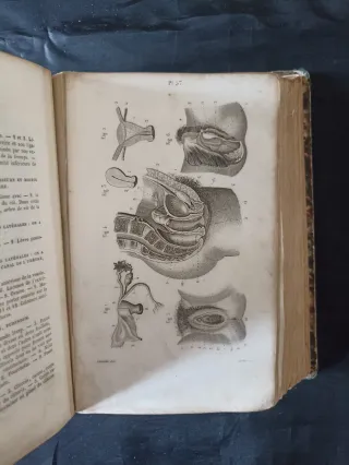 Petit Atlas Complet d'Anatomie Descriptive - J.-N.